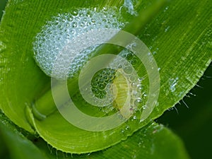Spittle Bug on Leaf