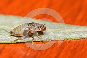 Spittle Bug nymph of a Froghopper in the UK in June