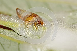 Spittle Bug nymph leaving the protection of its bubble wrap