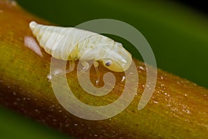 A spittle bug on plant stem
