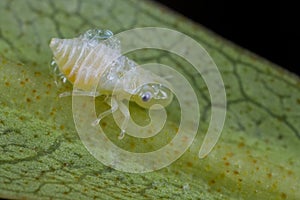 A spittle bug on plant stem