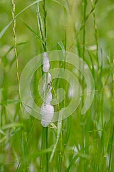 Spittle from Philaenus spumarius from the nymphs feeding on the plant