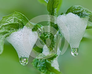 Spittlebug foam on grass