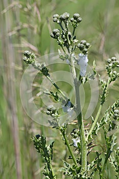 Spittlebug Foam on Plant