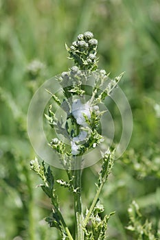 Spittlebug Foam on Plant