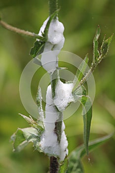 Spittlebug Foam on Plant