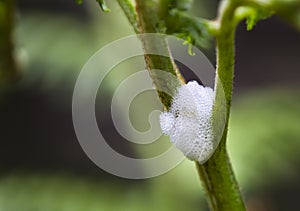 Spittlebug Foam On Plant