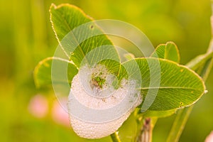 Spittlebug Surrounded in Spittle