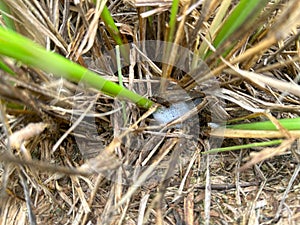 spittlebugs attacking intensive grass system beef cattle pasture, tropical climate, grassland