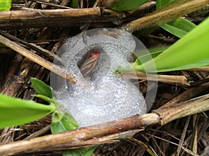 Spittlebugs leafhopper attacking intensive grass system beef cattle pasture,