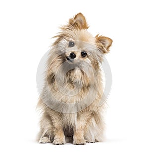 Spitz, 1 year old, in front of white background