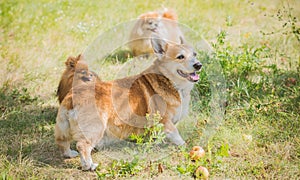 Spitz and Corgi dogs at nature, pet companion