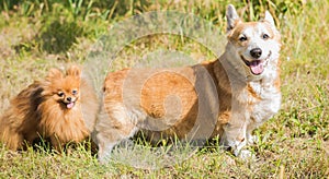 Spitz and Corgi dogs at nature, pet companion