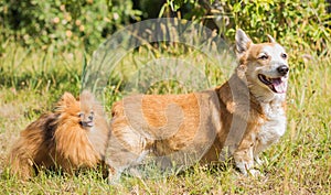 Spitz and Corgi dogs at nature, pet companion