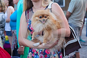 Spitz with a damaged paw on the hands of the mistress