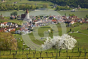 Spitz an der Donau, Wachau, Niederosterreich, Austria, UNESCO