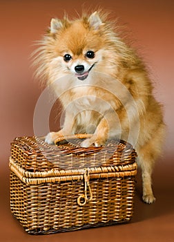 Spitz-dog with a bast basket