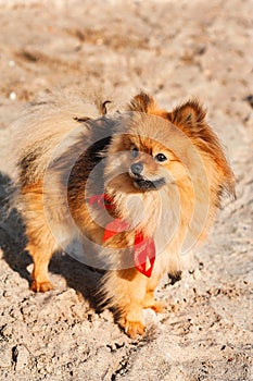 Spitz,dog,doggy is staying on the sand with red bow and look away