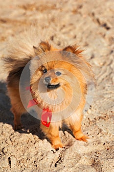 Spitz,dog,doggy is staying on the sand with red bow and looking to the left