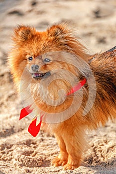 The spitz,dog,doggy is staying on the sand with red bow and looking in your direction