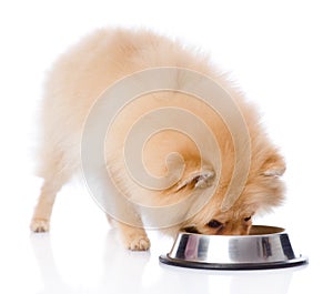 Spitz dog eating food from dish.