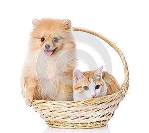 Spitz dog embraces a cat in basket.