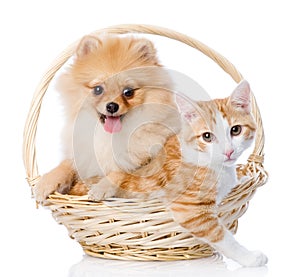 Spitz dog embraces a cat in basket.