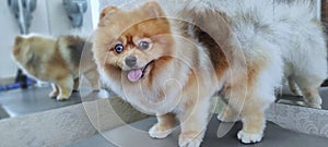 A Spitz dog on a groomer's table after a haircut. beautiful little dog