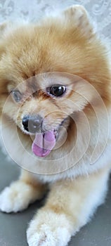 A Spitz dog on a groomer's table after a haircut. beautiful little dog