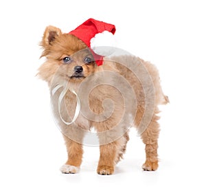 Spitz-dog in New Year attire