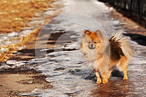 The spitz,dog,puppy,was staying on the ice pavement in winter sunny day