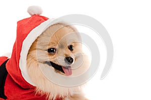 Spitz dog in santa costume at christmastime isolated on white