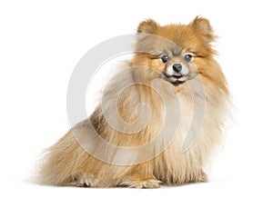 Spitz dog sitting in front of white background