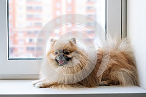 Spitz dog sitting in quarantine on the windowsill and looking out the window