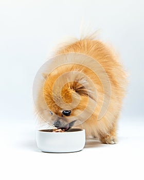 Spitz eating food from white ceramic bowl in studio. Hungry little red dog. Fluffy pet and food on white background.