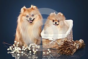 Spitz funny puppies in basket