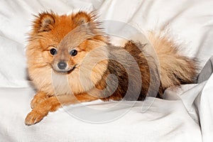 The spitz is lying on the white sheet with clever face