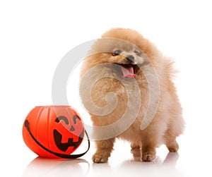 Spitz, Pomeranian dog with Halloween pumpkin
