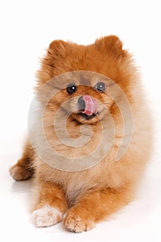 Spitz, Pomeranian dog on white background, studio shot