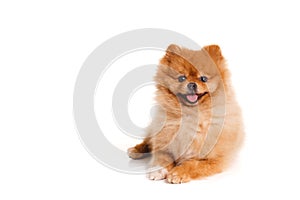 Spitz, Pomeranian dog on white background, studio shot