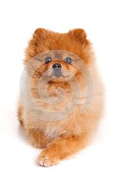 Spitz, Pomeranian dog on white background, studio shot