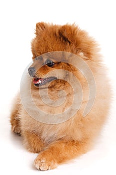 Spitz, Pomeranian dog on white background, studio shot