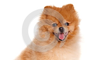 Spitz, Pomeranian dog on white background, studio shot