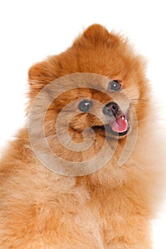 Spitz, Pomeranian dog on white background, studio shot