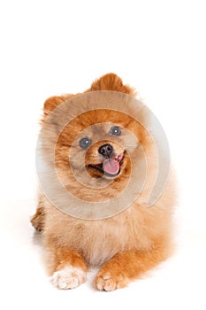 Spitz, Pomeranian dog on white background, studio shot photo