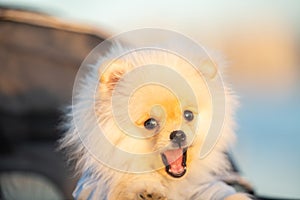 Spitz Pomeranian puppy in a pram strolling on the beach