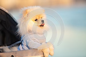 Spitz Pomeranian puppy in a pram strolling on the beach