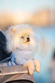 Spitz Pomeranian puppy in a pram strolling on the beach