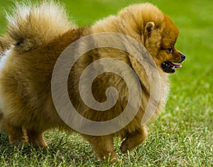 Spitz. Pomeranian run in grass field, Dog running