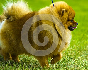 Spitz. Pomeranian run in grass field. Dog running